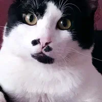 گربه گمشده|حیوانات|بجنورد, |دیوار