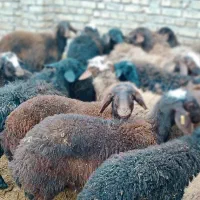 ۱۷ راس بره همه نر،اصیل مناسب نگهداری