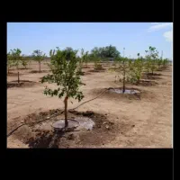 لوله کشی قطره‌ای.پولیکا‌وپی‌اتلیلن‌