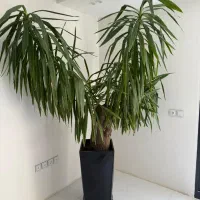 یوکای بسیار بزرگ و زیبا