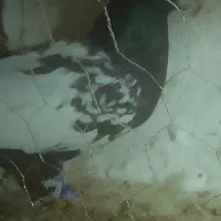 کفتر‌سینه‌سیاه