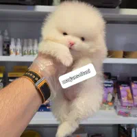 پامرانین خرسی بوفیس