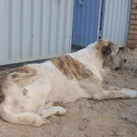 سگ آلبای نر 10میلیون|سگ|انبارآلوم, |دیوار