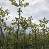 نهال گلدانی گردو پکان امریکایی