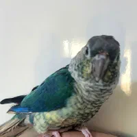 طوطی رد چیک  تراکوئیس  گرینچیک  سخنگو|پرنده|فردیس, منظریه|دیوار