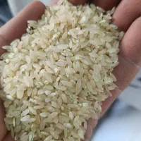فروش برنج کامفیروز درجه یک