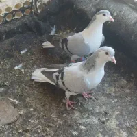 ساده و سرخ کرمونی