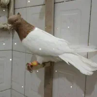 کبوتر کله زرد باخت رفته