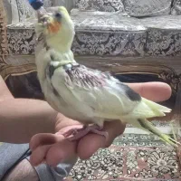 جوجه عروس هلندی|پرنده|تهران, یافت‌آباد|دیوار