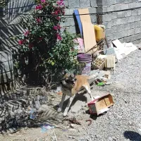 سگ ژرمن نگهبان|سگ|کهنوج, |دیوار