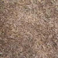 قوتو اصل ،قاووت|خوردنی و آشامیدنی|مشهد, حجت|دیوار