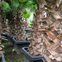 پالم واشنگتن ریشه پرس گلدانی|گل و گیاه طبیعی|محمودآباد, |دیوار