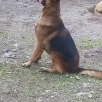 سگ ژرمن شیپرد نر|سگ|آمل, |دیوار