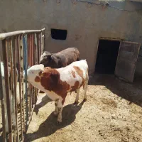 گوساله سیمینتال