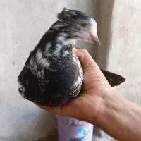کبوتر|پرنده|اردل, |دیوار