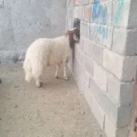 بره قوچی|حیوانات مزرعه|آبدانان, |دیوار
