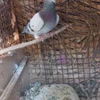 سبز کلاغ نر|پرنده|نرماشیر, |دیوار