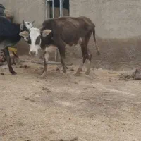 گاو محلی شادگان|حیوانات مزرعه|شادگان, |دیوار