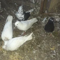 ۶ عدد کبوتر دونه ای ۱۵۰