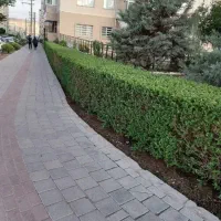 سم‌پاشی  و هرس اصولی درختان / خدمات کامل باغداری|خدمات باغبانی و درختکاری|محمدشهر, زیبادشت|دیوار