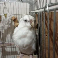 عروس هلندی و مرغ عشق