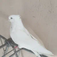 کبوتر سفید چشم نوک سفید|پرنده|شاهین دژ, |دیوار