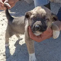 واگذاری صرابی نر خوش استایل