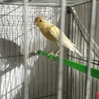 قناری نر و ماده|پرنده|شیروان (خراسان), |دیوار