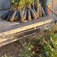 نهال پسته حمید|خدمات باغبانی و درختکاری|مهریز, |دیوار