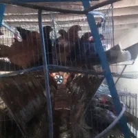 مرغ تخمگذار گلپایگان