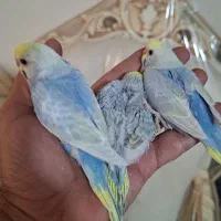 مرغ عشق رینبو|پرنده|اهواز, ۲۰۰۰واحدی|دیوار