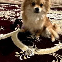 واگذاری سگ|سگ|کهنوج, |دیوار