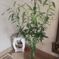 ۹عددبامبو زیبا و سالم بلند