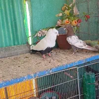 سینه سیاه|پرنده|تهران, امیریه|دیوار