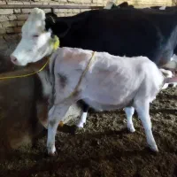 گاو دو ماه آبستن شکم دوم با گوساله شاروله ماده