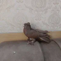 کبوتر راعبی سرخ نر . کفتر کاکلی پاپر تزئینی|پرنده|تهران, مینای جنوبی|دیوار