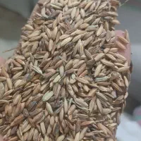 شلتوک در ملاشیه