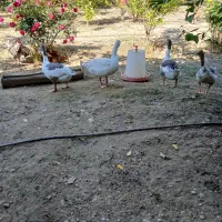 ۴غاز معاوضه با مرغ،،