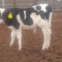 گوساله نر شیری و از شیر گرفته|حیوانات مزرعه|شیراز, منطقه ویژه اقتصادی|دیوار