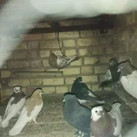 کبوتر|پرنده|نیریز, |دیوار