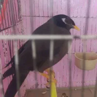پرنده فروش