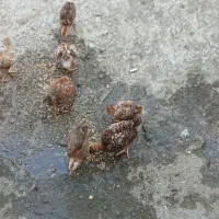 فروش جوجه مرغ محلی تقریبا پنجاه روزه