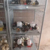 جوجه یکروزه محلی گلپایگانی