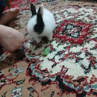 فروش حیوان خانگی خرگوش
