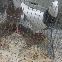 کبوتر|پرنده|بهبهان, |دیوار