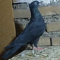 کبوتر زاغ ماده