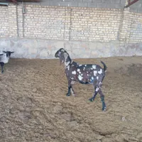بز پاکستانی|حیوانات مزرعه|چناران, |دیوار