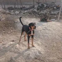 سگ گمشده
