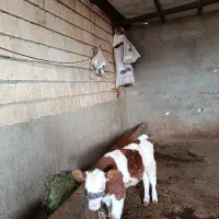 گوساله نر درجه یک