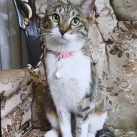 گربه گمشده|حیوانات|اصفهان, بهارستان|دیوار